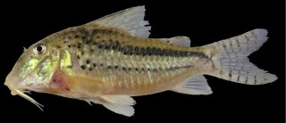 Corydoras zawadzkii