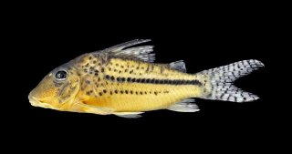 Corydoras zawadzkii