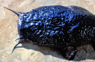 Bathyclarias foveolatus