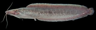 Clarias nieuhofii