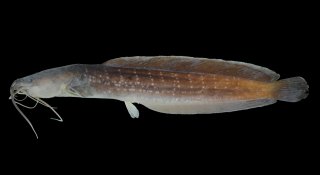 Clarias rennyae