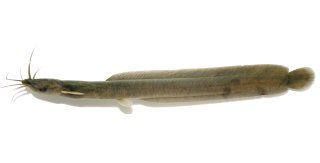 Platyclarias machadoi