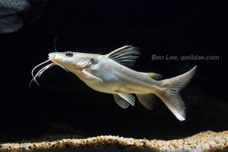 Clarotes laticeps