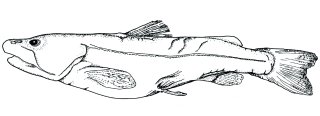 Diplomystes nahuelbutaensis