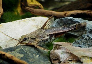 Common member of the family Doradidae