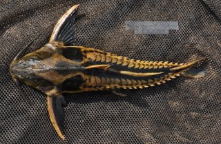 Megalodoras uranoscopus