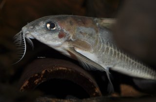 Tenellus cristinae