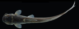 Magdalenichthys lundbergi