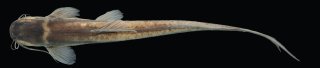 Magdalenichthys yariguies