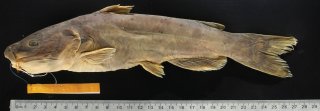 Ictalurus nazas