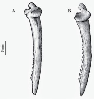 Ictalurus nazas