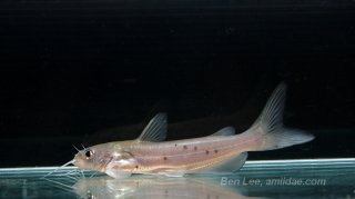 Ictalurus punctatus