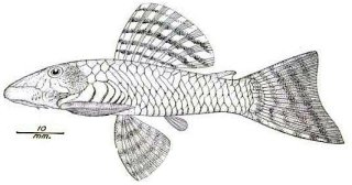 Ancistrus caucanus