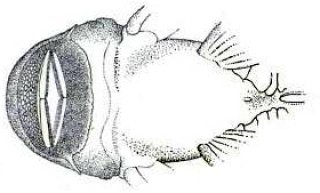 Chaetostoma anale