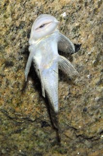 Chaetostoma chimu