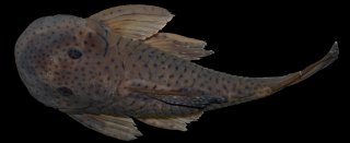 Chaetostoma chimu