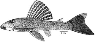 Chaetostoma niveum