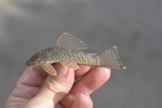 Chaetostoma sovichthys