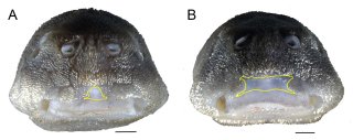 Corumbataia acanthodela