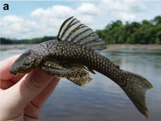 Guyanancistrus longispinis