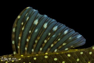 Hemiancistrus sp. (L128)