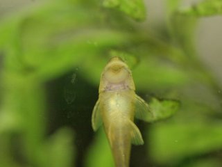 Hisonotus francirochai