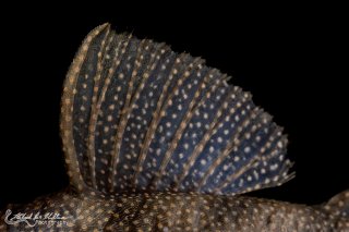 Hypancistrus sp. (L136)