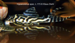 Hypancistrus sp. (L173)