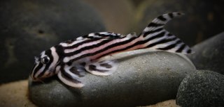 Hypancistrus zebra