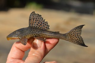 Hypostomus affinis