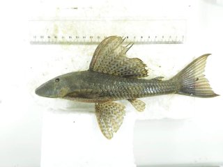 Hypostomus ancistroides