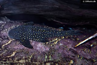 Hypostomus arecuta