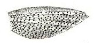 Hypostomus argus