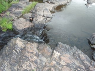 Hypostomus aspilogaster