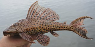 Hypostomus carinatus