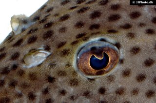 Hypostomus coppenamensis