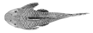 Hypostomus ericae