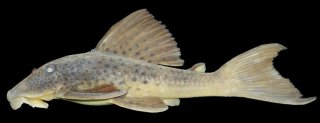 Hypostomus hemiurus