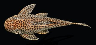 Hypostomus jaguar