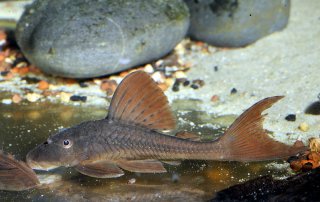 Hypostomus khimaera