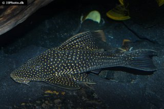 Hypostomus luteomaculatus