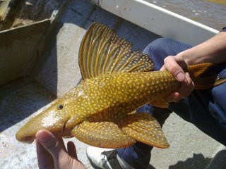 Hypostomus luteomaculatus