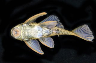 Hypostomus luteus