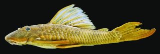 Hypostomus melanephelis