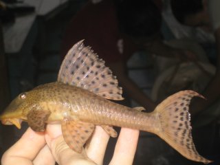 Hypostomus pyrineusi