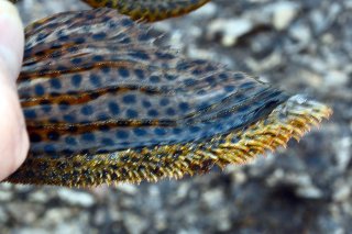 Hypostomus pyrineusi