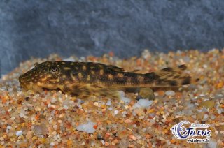 Hypostomus regani