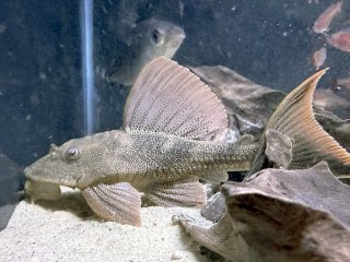 Hypostomus rhantos