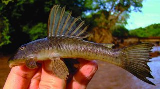 Hypostomus robertsoni