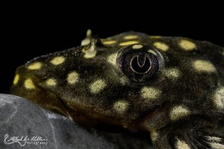 Hypostomus sertanejo